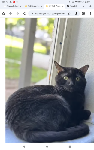 Lost Female Cat last seen Mississippi and Birch Street , Denver, CO 80246