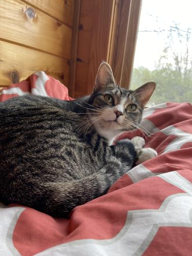 Lost Female Cat last seen Woody Ln NW and 109th Ave NW, Coon Rapids, MN 55448