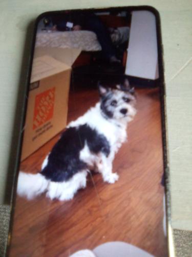 Lost Male Dog last seen W division Spokane Washington , Spokane, WA 99260