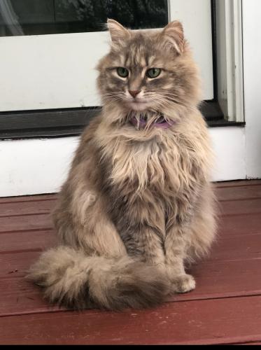 Lost Female Cat last seen pennypacker ave and whitehorse rd, Phoenixville, PA 19460
