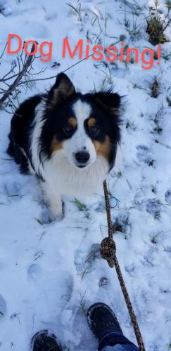 Lost Male Dog last seen Route 9 and Perrysville in Kilgore, OH, Carrollton, OH 44615