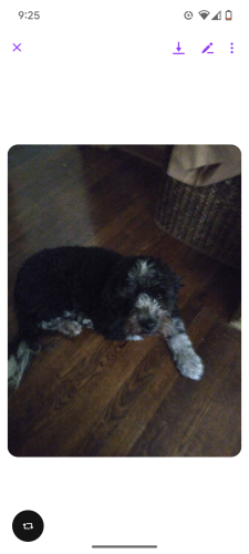 Lost Male Dog last seen Meister Rd & Oberlin Avenue , Lorain, OH 44053
