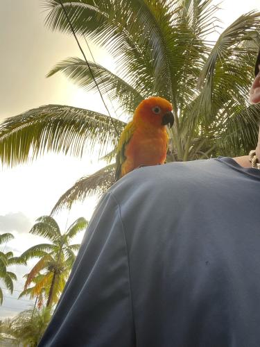 Lost Male Bird last seen Kahili st, Hawaiian Paradise Park, HI 96749