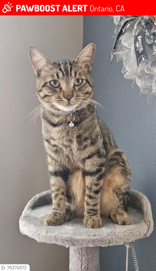 Lost Male Cat last seen Sumner and Park View, Ontario, CA 91762