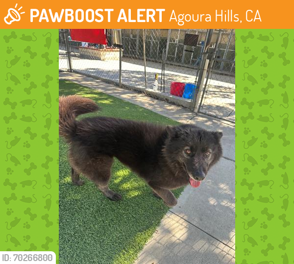 Shelter Stray Female Dog last seen , Agoura Hills, CA 91301