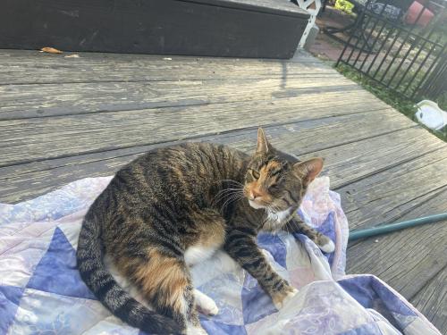 Lost Female Cat last seen Argyle drive, she has one eye and can be skiddish and she isn’t wearing tags. , Columbus, OH 43219