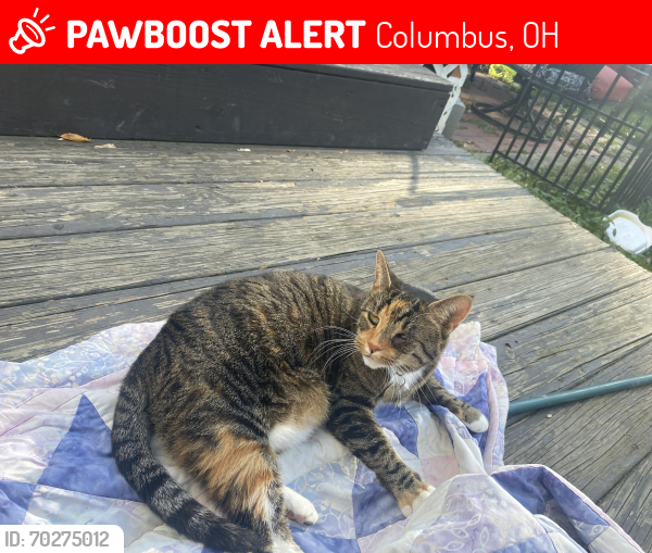Lost Female Cat last seen Argyle drive, she has one eye and can be skiddish and she isn’t wearing tags. , Columbus, OH 43219