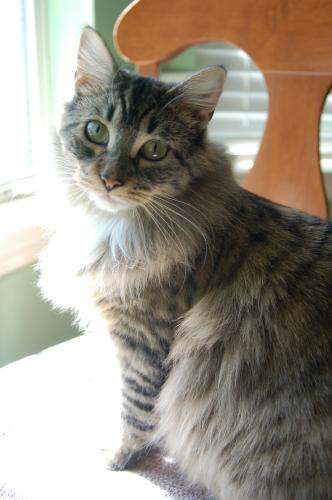 Lost Female Cat last seen Bishop Lane, Mobile, AL 36608