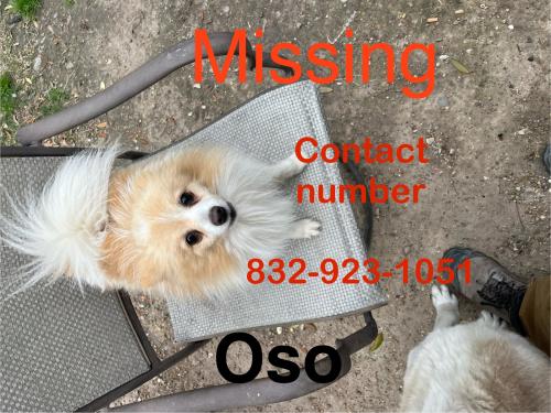 Lost Male Dog last seen Crestbrook , Houston, TX 77038