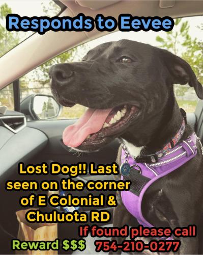 Lost Female Dog last seen E colonial rd and chuluota rd by 3/5’s bank, Alafaya, FL 32820