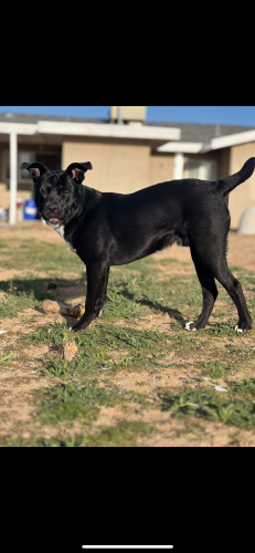 Lost Male Dog last seen Yuca loma , rancherías rd , Apple Valley, CA 92395