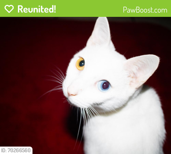 Reunited Male Cat last seen Lucille st,Kissimmee fl , Kissimmee, FL 34744