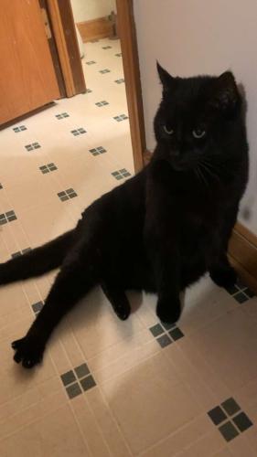 Lost Male Cat last seen Westerville Central High School, Westerville, OH 43082