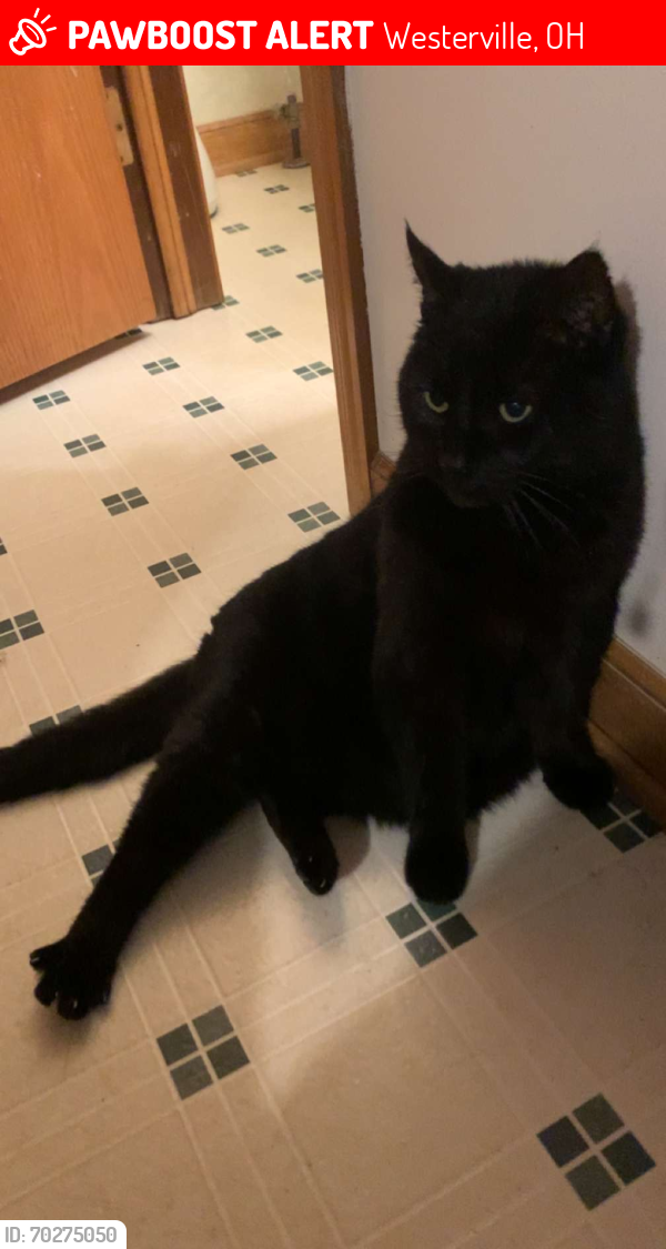 Lost Male Cat last seen Westerville Central High School, Westerville, OH 43082