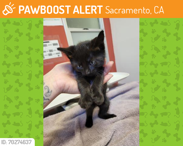 Shelter Stray Female Cat last seen Folsom, CA 95630, Sacramento, CA 95828
