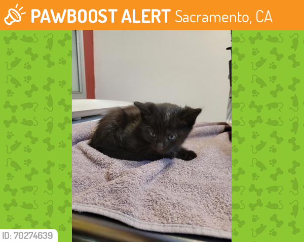 Shelter Stray Male Cat last seen Folsom, CA 95630, Sacramento, CA 95828