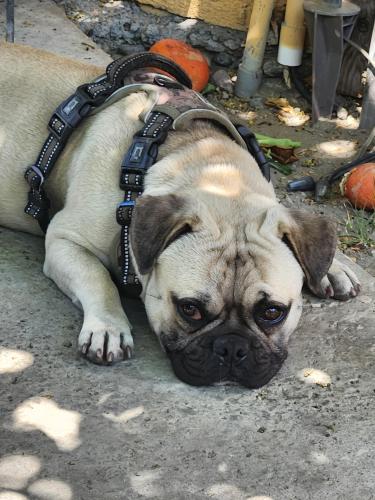 Lost Male Dog last seen Adobe , Coachella, CA 92236