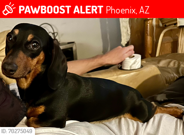 Lost Female Dog last seen 31st ave and Glendale , Phoenix, AZ 85051