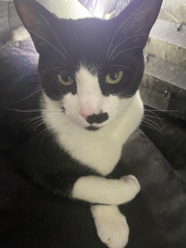 Lost Male Cat last seen 90th st NW, Albuquerque, NM 87121