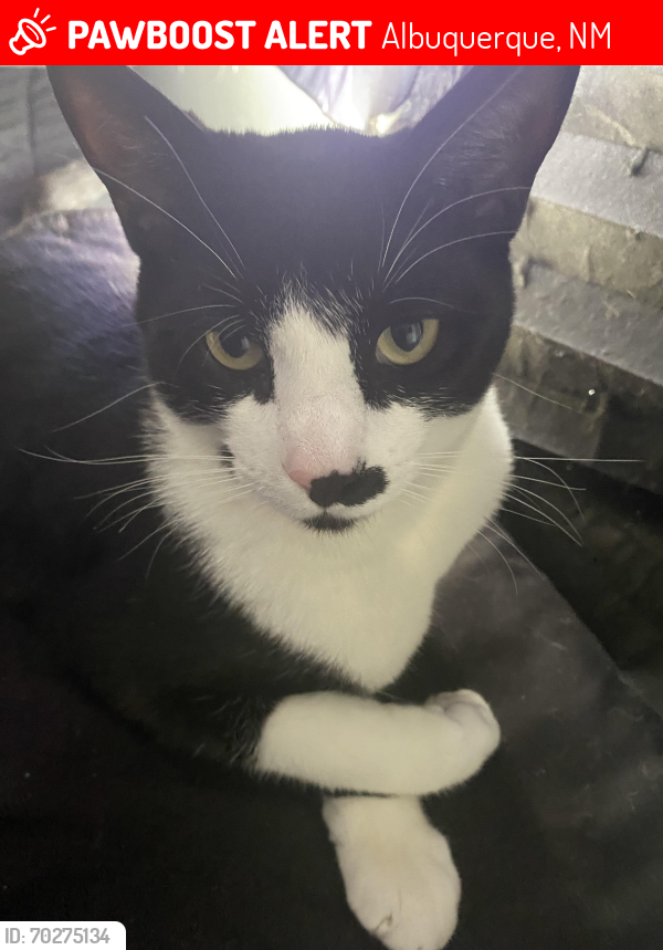 Lost Male Cat last seen 90th st NW, Albuquerque, NM 87121