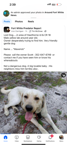 Lost Male Dog last seen Near rivers Delaware st area, pit stop fort white , , Fort White, FL 32038