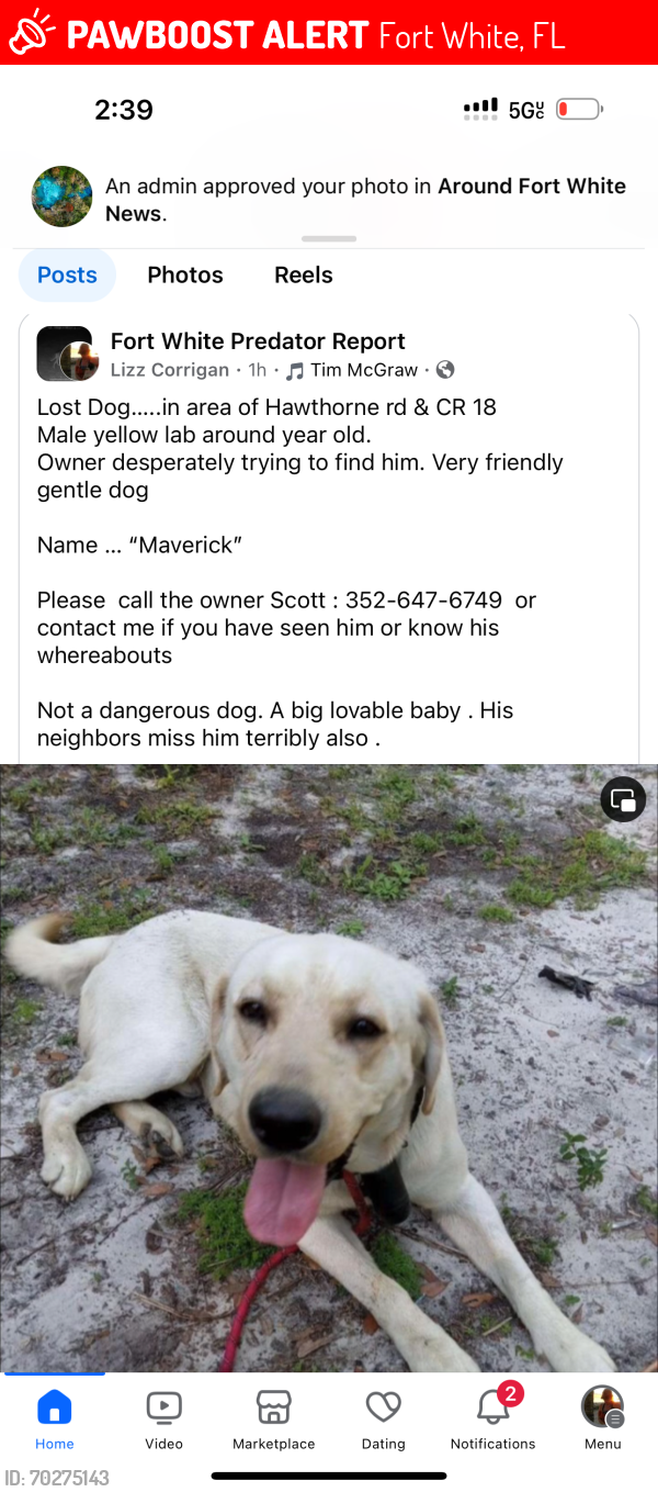 Lost Male Dog last seen Near rivers Delaware st area, pit stop fort white , , Fort White, FL 32038