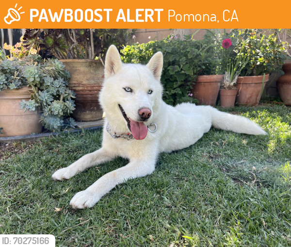 Rehomed Female Dog last seen Roosevelt/Palomares, Pomona, CA 91767