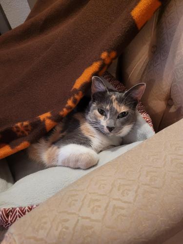 Lost Female Cat last seen Allure apmts at Shavano Park, Shavano Park, TX 78231