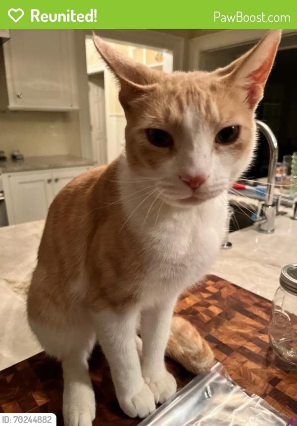 Reunited Male Cat last seen Cooper and Mamaroneck Rds , Scarsdale, NY 10583