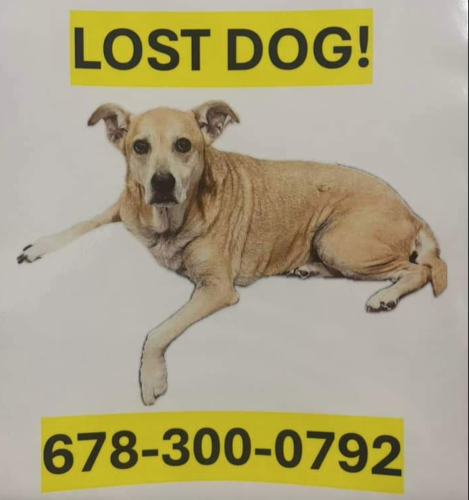 Lost Female Dog last seen Hwy 16 Turin/Sharpsburg, Sharpsburg, GA 30277
