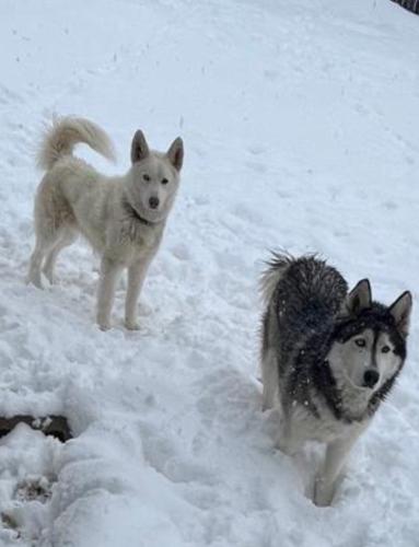 Lost Male Dog last seen Buckley and smoky hill, Aurora, CO 80015