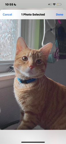 Lost Male Cat last seen North Profile Parkway, Bloomington, IN 47404