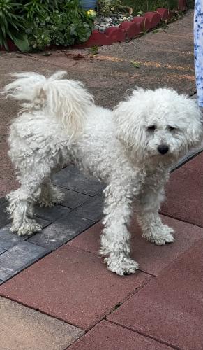 Found/Stray Male Dog last seen Cabell and Mapledale St, Bellflower, CA 90706