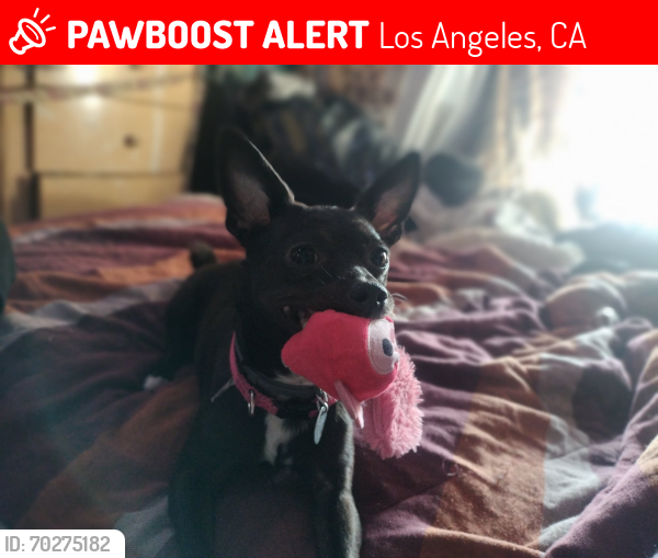 Lost Female Dog last seen Sunset Blvd. &  N. Figueroa , Los Angeles, CA 90012