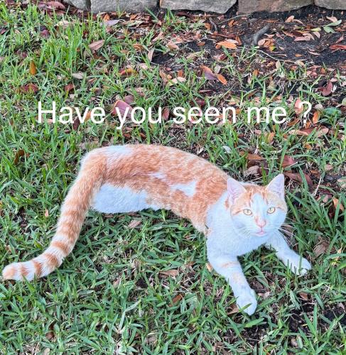 Lost Male Cat last seen May valley , Magnolia, TX 77354