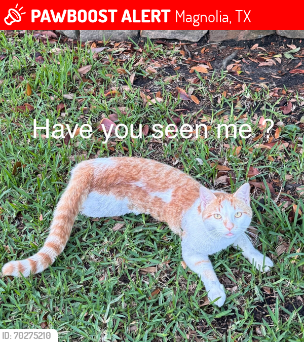 Lost Male Cat last seen May valley , Magnolia, TX 77354