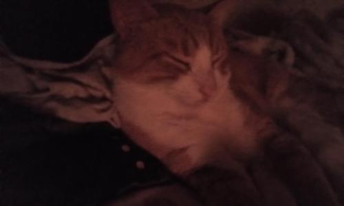 Lost Male Cat last seen 603peachtree , Monroe, NC 28112