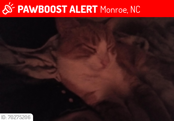 Lost Male Cat last seen 603peachtree , Monroe, NC 28112