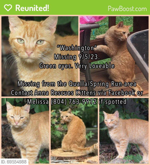 Reunited Male Cat last seen Qualla Rd and Spring Run , Chesterfield County, VA 23832