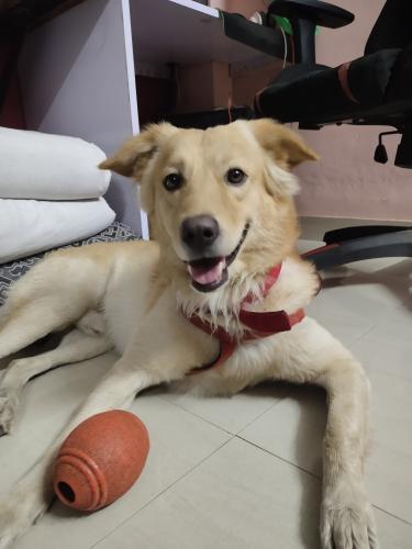 Lost Male Dog last seen Dahisar East ghartan pada avani apmt , Mumbai, MH 