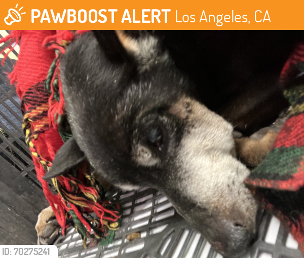 Found/Stray Unknown Dog last seen Near th street / Slauson, Los Angeles, CA 90003