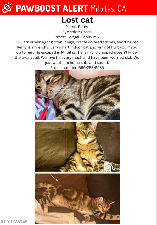 Lost Male Cat last seen Calaveras Blvd, Milpitas, CA 95035