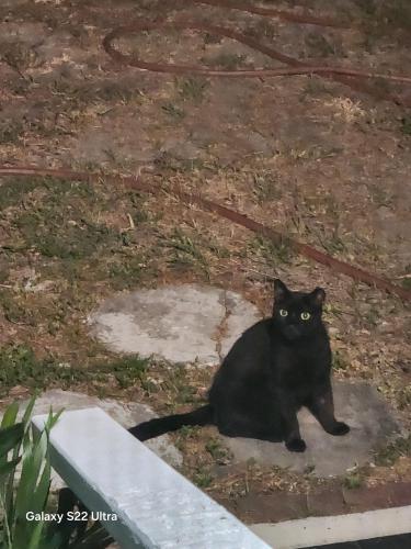 Lost Unknown Cat last seen 31st St. S. & 6th Ave S. St. Petersburg, Fl. 33712, St. Petersburg, FL 33712