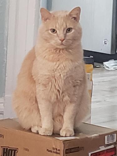 Lost Male Cat last seen Crown Food Market on Dr Martin Luther King Drive, St. Louis, MO 63113