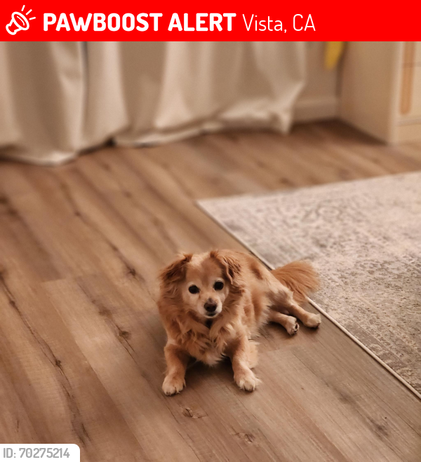 Lost Male Dog last seen Faraday St. by discount tires, Vista, CA 92081