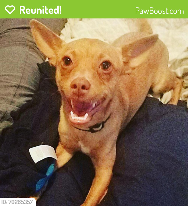 Reunited Male Dog last seen 10th and biting , Wichita, KS 67203
