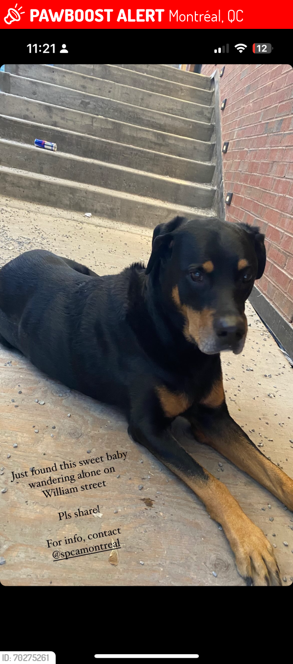 Lost Unknown Dog last seen Old Montreal , Montréal, QC 