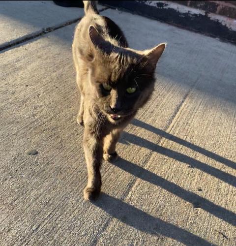 Lost Male Cat last seen Near S California Ave Chicago, IL  60632 United States, Chicago, IL 60632