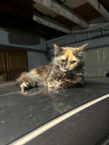 Lost Female Cat last seen Dyer , Santa Ana, CA 92707
