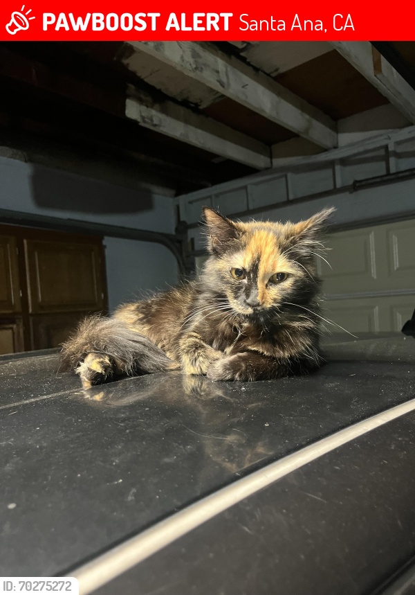 Lost Female Cat last seen Dyer , Santa Ana, CA 92707